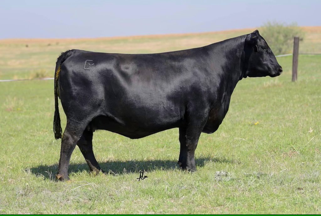 Baldridge Isabel D749
