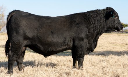 Angus Yearling Bulls For Sale:  SB10-1943
