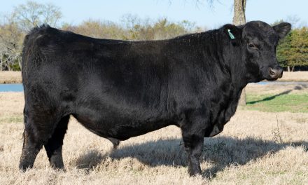 Angus Yearling Bulls For Sale:  SB10-1946
