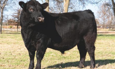 Angus Yearling Bull For Sale:  SB10-1941