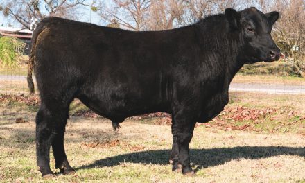 Angus Yearling Bulls For Sale:  SB10-1942