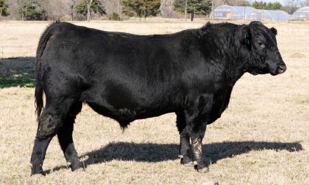 Angus Yearling Bulls For Sale:  SB10-1945