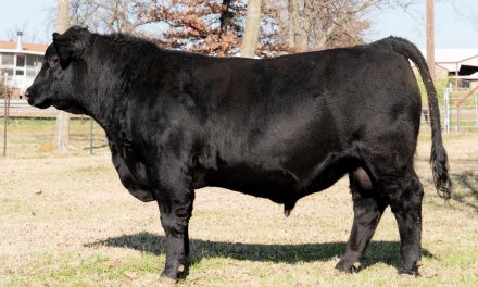 Angus Yearling Bulls For Sale:  SB10-1944