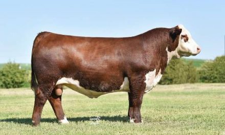 Hereford Semen For Sale:  SB10-3049