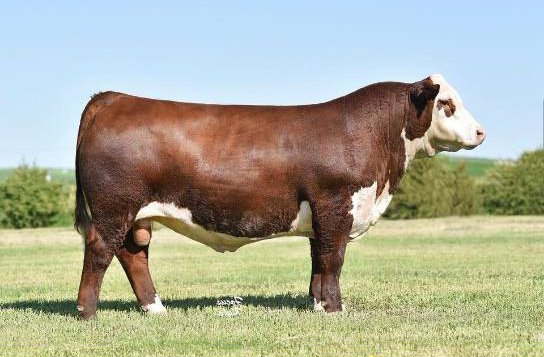 Hereford Semen For Sale:  SB10-3049