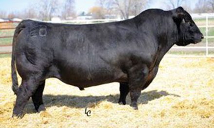 Simmental Semen For Sale:  SB10-1961
