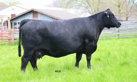 Angus Embryos For Sale:  SB10-1924