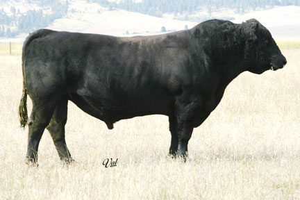 Simmental Semen For Sale:  SB10-1963