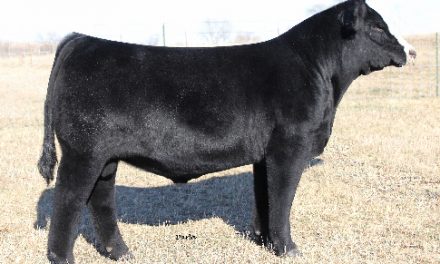 Simmental Semen For Sale:  SB10-2570