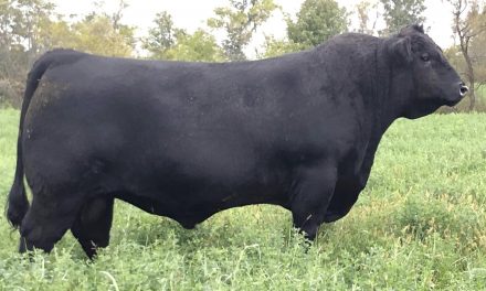 Angus Semen For Sale:  SB10-1956