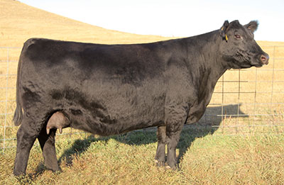 Angus Embryos For Sale:  SB10-1951