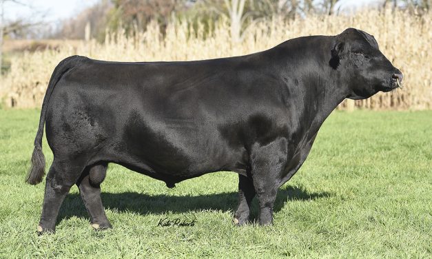 Simmental Semen For Sale:  SB10-1965
