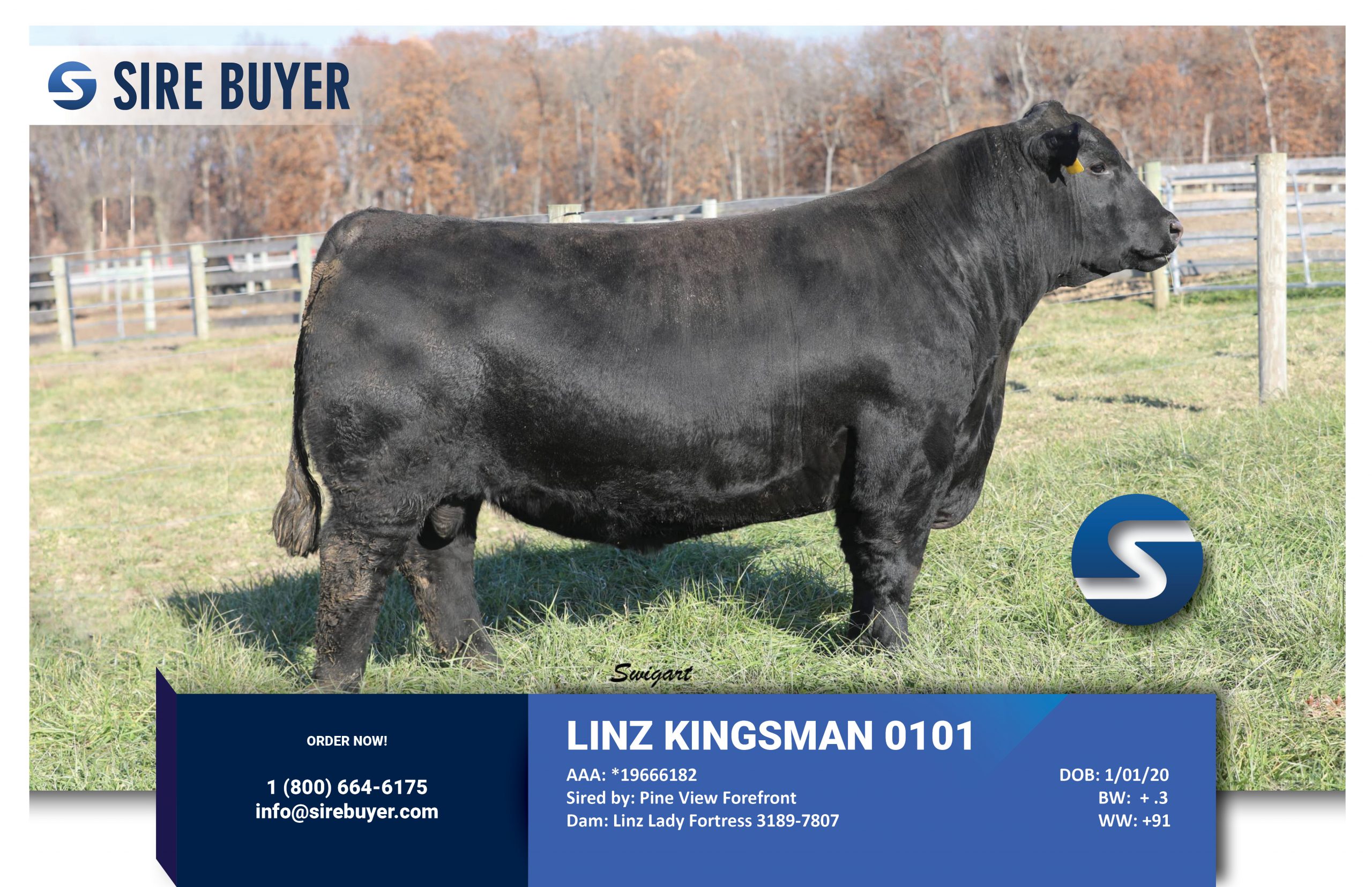Website - Linz Kingsman 0101