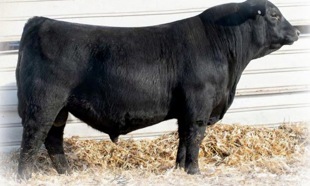 Angus Semen Wanted:  SB10-1935
