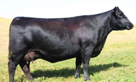 Angus Embryos For Sale:  SB10-1927
