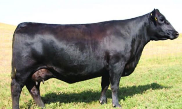 Angus Embryos For Sale:  SB10-1927