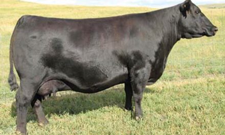 Angus Embryos For Sale:  SB10-1928