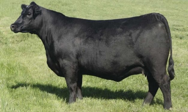 Angus Embryos For Sale:  SB10-1924