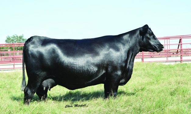 Angus Embryos For Sale:  SB10-2293