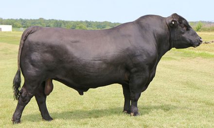 Angus Semen Wanted:  SB10-1995