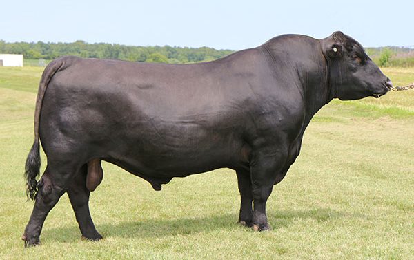 Angus Semen Wanted:  SB10-1995