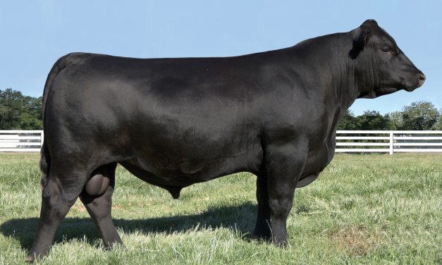 Angus Semen For Sale:  SB10-1999