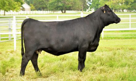 Angus Embryos For Sale:  SB10-1996