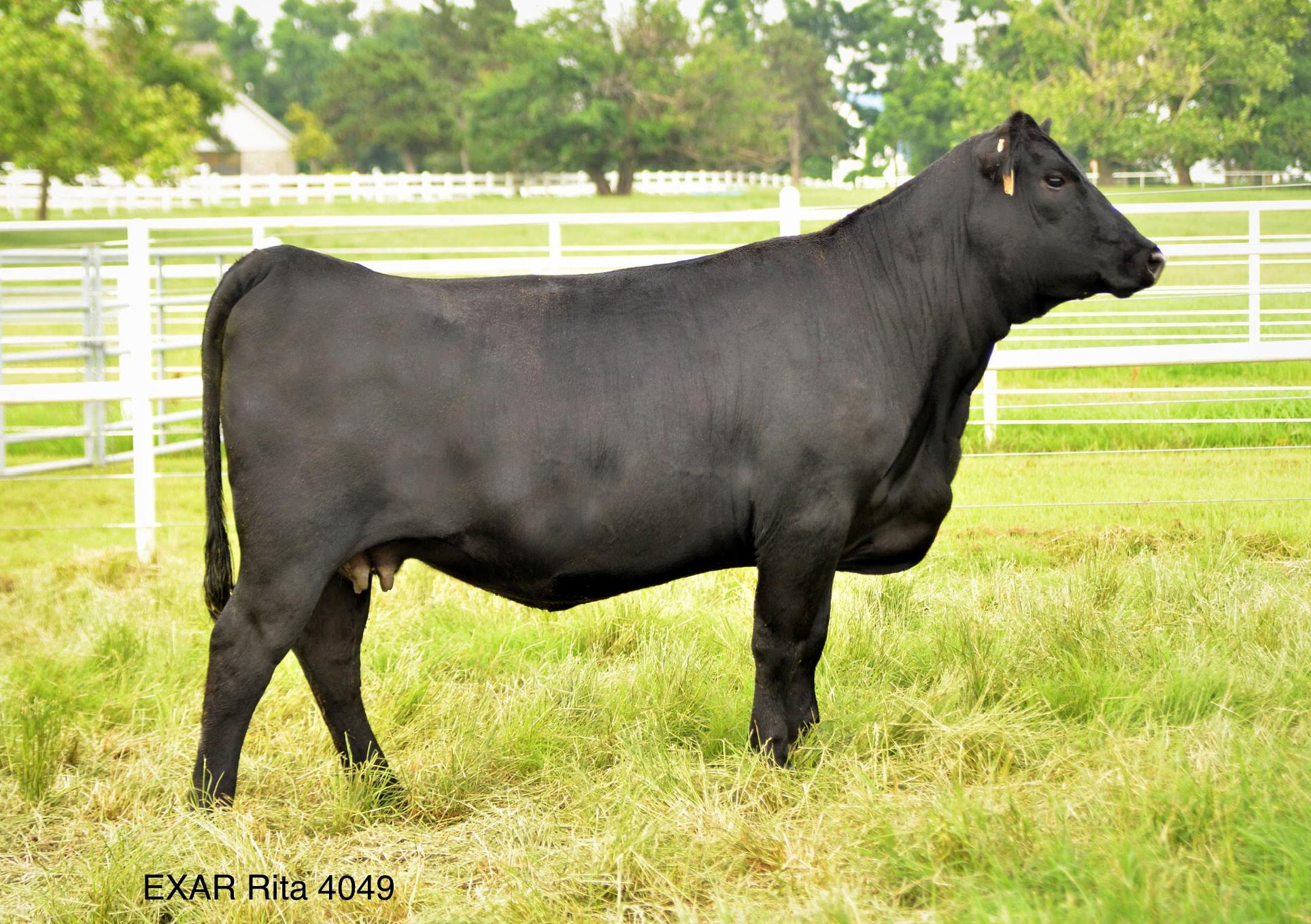 EXAR Rita 4049