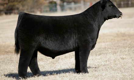 Angus Semen For Sale:  SB10-1984