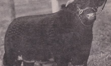 Shorthorn Semen Wanted:  SB10-1983