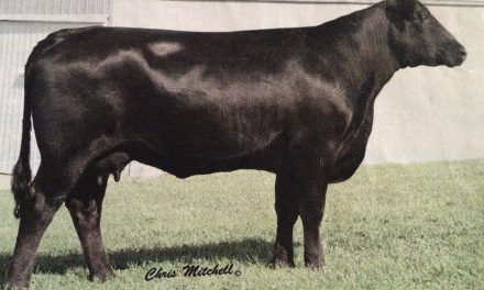 Angus Embryos For Sale:  SB10-1998