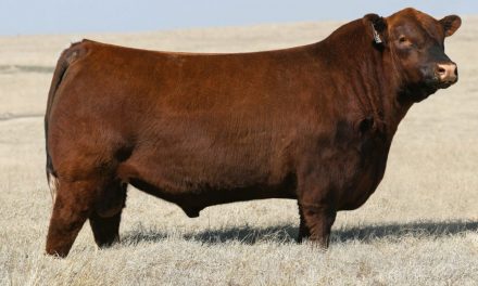 Red Angus Semen For Sale:  SB10-3012