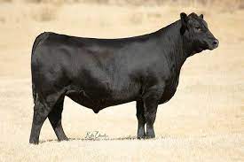 Angus Semen For Sale:  SB10-1978