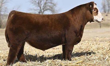 Simmental Semen For Sale:  SB10-4224