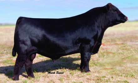 Angus Semen For Sale:  SB10-2514