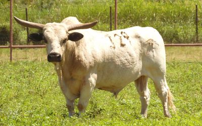 Bucking Bull Semen For Sale:  SB10-1976