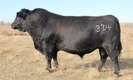 Angus Semen For Sale:  SB10-2046