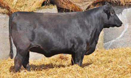 Red Angus Embryos For Sale:  SB10-2048