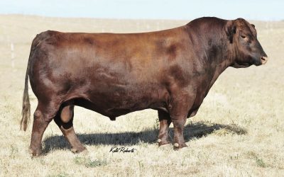 Red Angus Semen For Sale:  SB10-2914