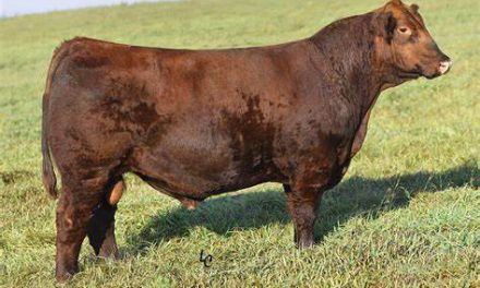 Red Angus Embryos For Sale:  SB10-2050