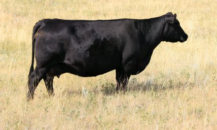 Angus Embryos For Sale:  SB10-2022