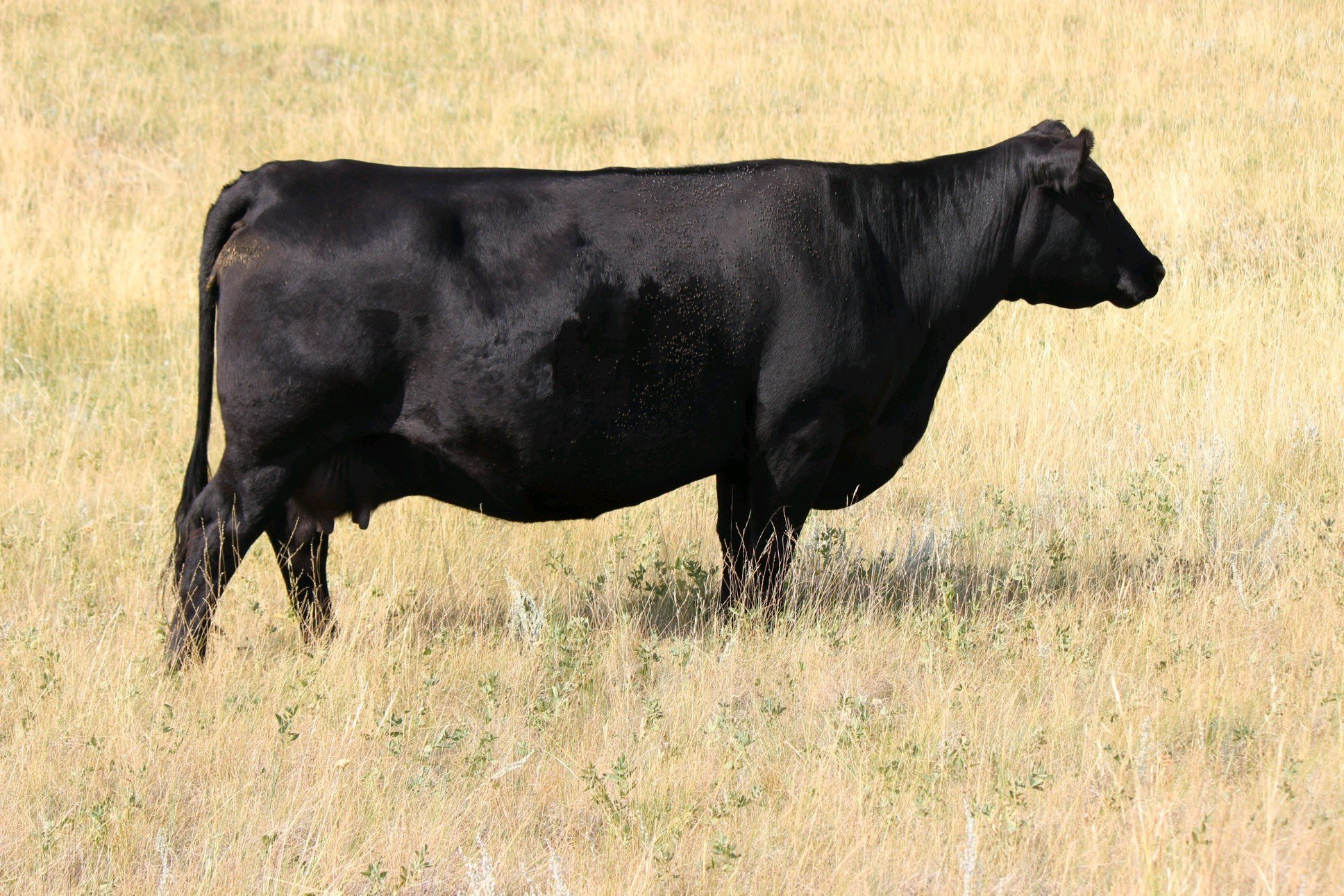 Black Grove lady 325-3