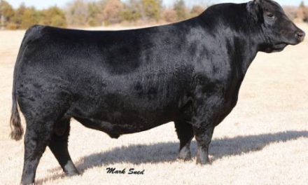 Angus Semen For Sale:  SB10-2023