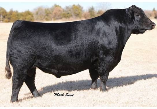 Angus Semen For Sale:  SB10-2023