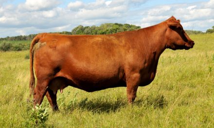 Red Angus Embryos For Sale:  SB10-2015