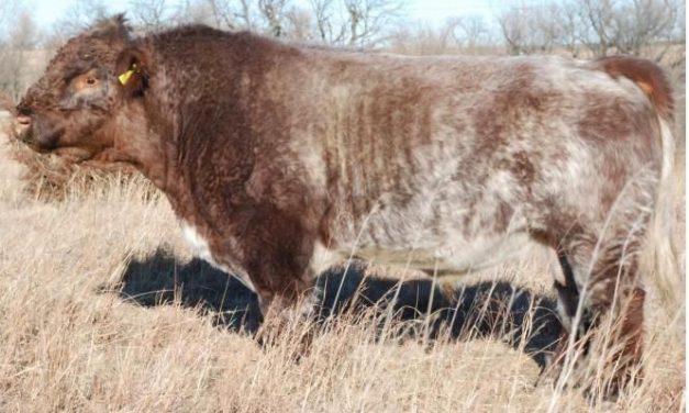 Shorthorn Embryos For Sale:  SB10-2024