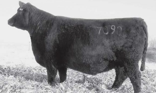 Angus Embryos For Sale:  SB10-2025