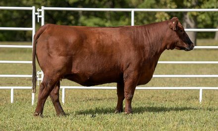 Red Angus Embryos For Sale:  SB10-2013