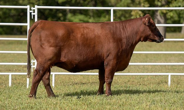 Red Angus Embryos For Sale:  SB10-2013