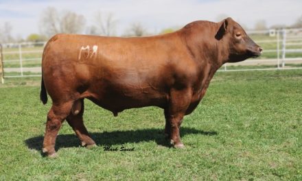 Red Angus Semen For Sale:  SB10-2011